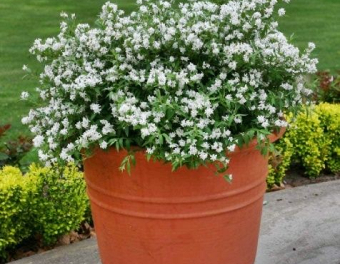 Maiblumenstrauch Nikko