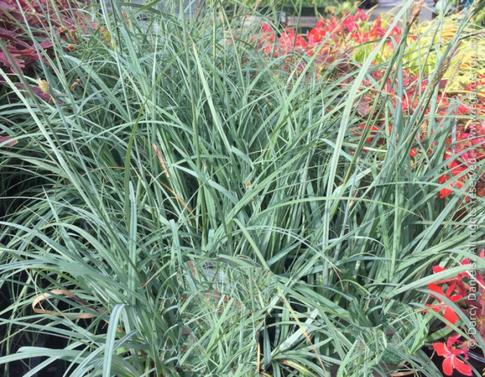 Segge Blue Zinger 1,5L