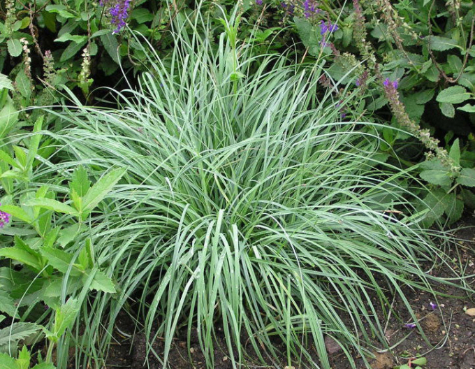 Segge Blue Zinger 1,5L