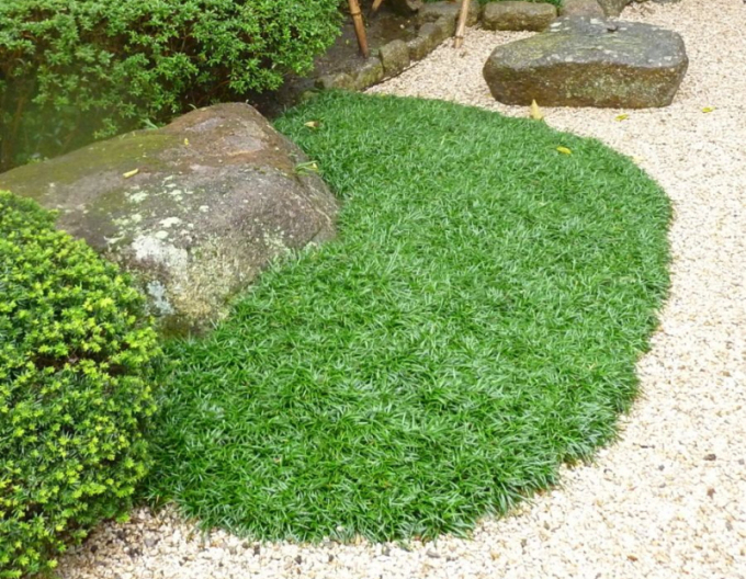 Schlangenbart  Minor