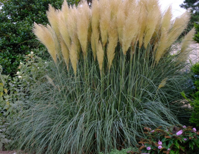 Pampasgras Weiße Feder