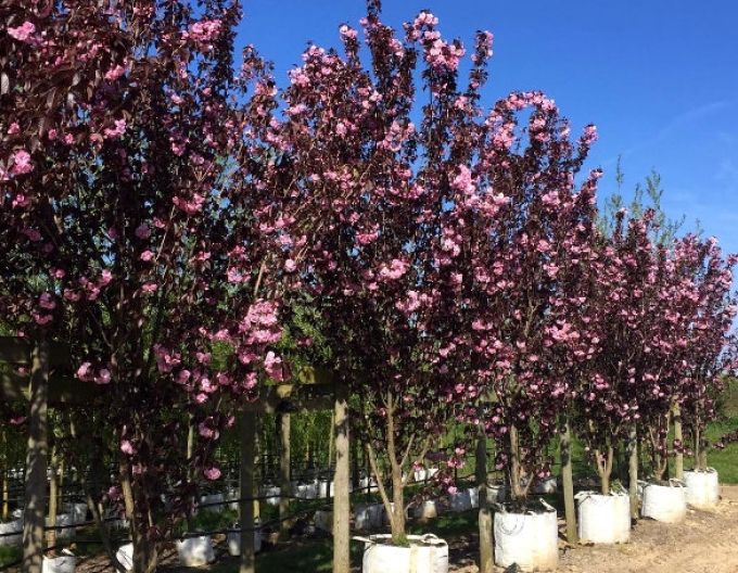 Japanische Nelkenkirsche Royal Burgundy mehrstämmig