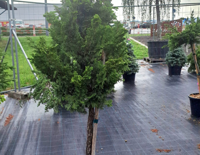 Muschelzypresse Nana Gracilis  Stämmchen