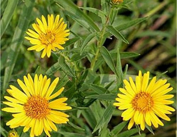 Inula ensifolia - Gelb