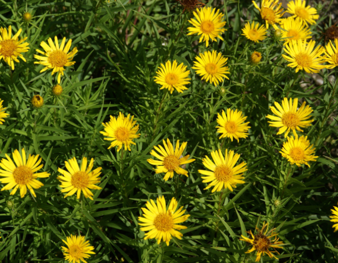 Inula ensifolia - Gelb