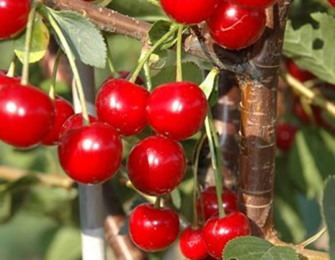 Säulen-Sauerkirsche Jachim, auf Prunus Mahaleb, Cont. 5l