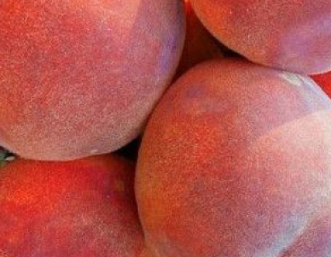 Pfirsich Dixired, cont. 5l