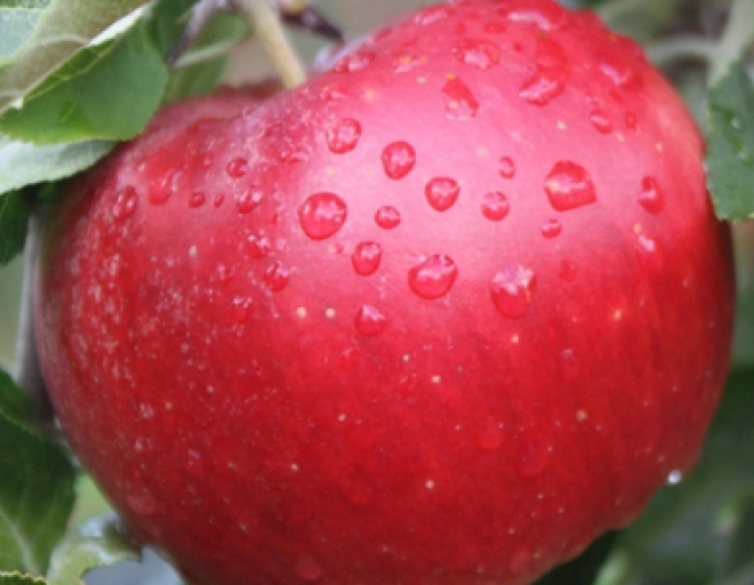 Apfel Idared, auf M9, Cont. 5l