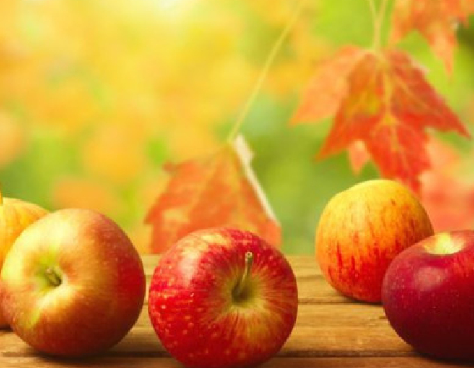 Apfelbaum Jonathan Winter, Unterlage. MM106, Forts. 5l