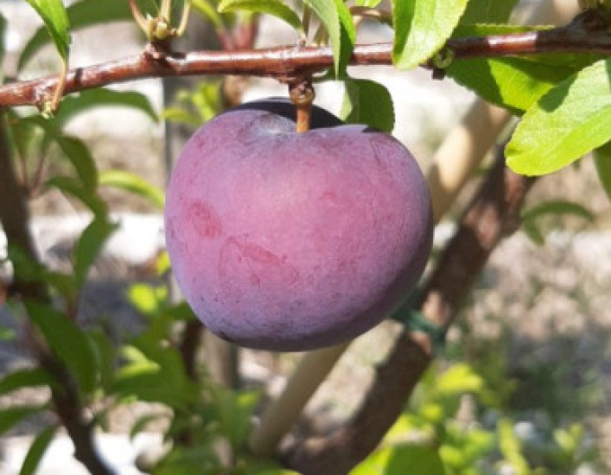 Japanische Pflaume Friar, auf Myrobalane, Cont.5l