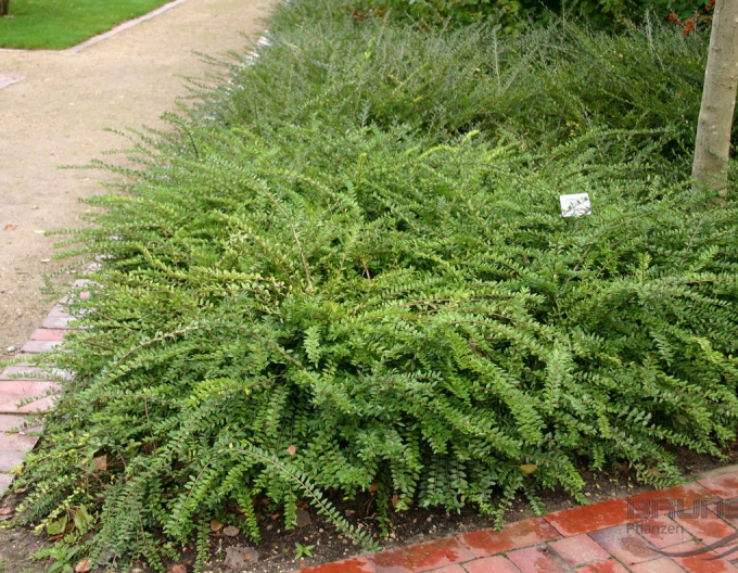 Immergrüne Heckenkirsche 9x9