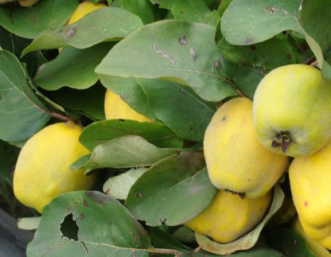 Apfelquitte auf Quitte, Cont. 5l