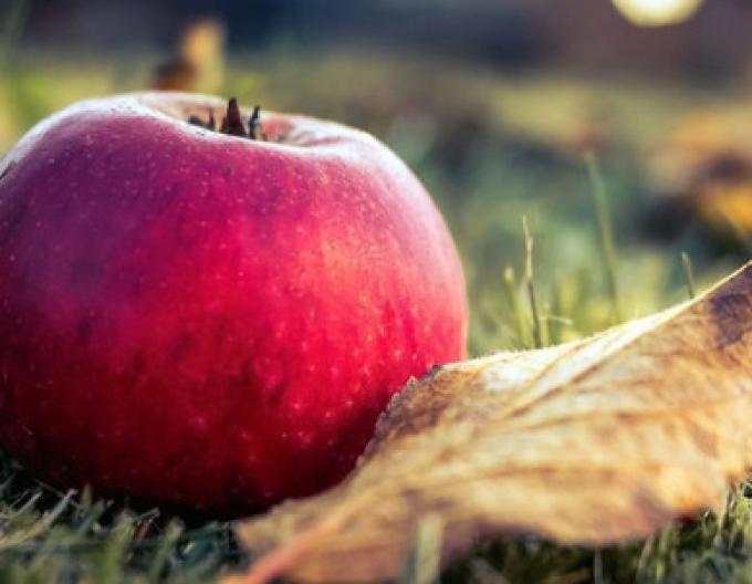 Apfel Florina, auf M9, Cont. 5l