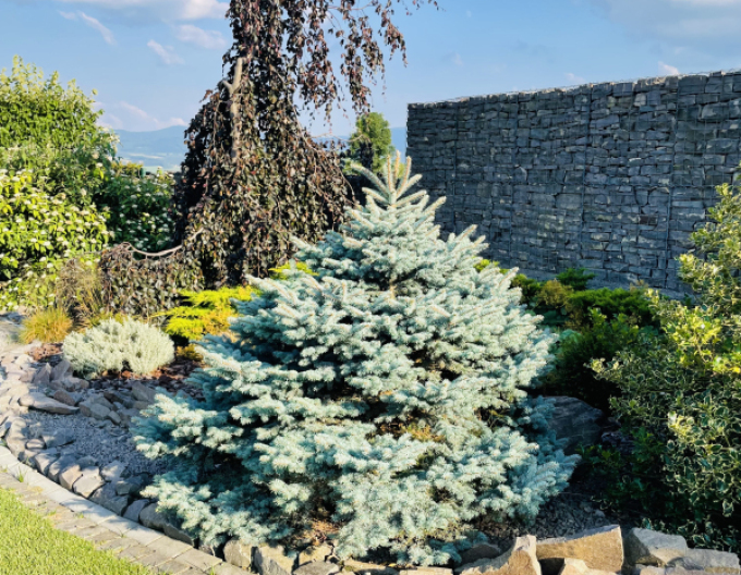 Gemeine Fichte Glauca Globosa