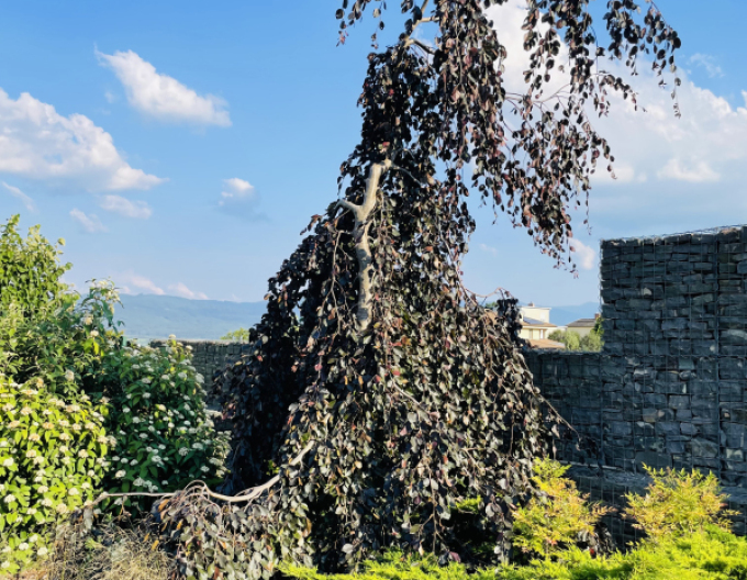 Buche "Lila Fontaine"