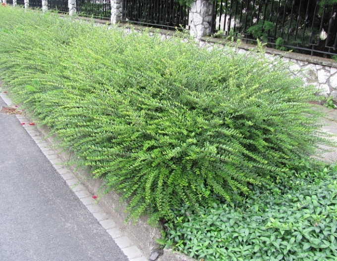 Immergrüne Heckenkirsche 9x9
