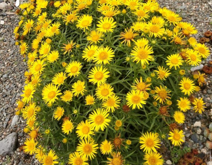 Inula ensifolia - Gelb