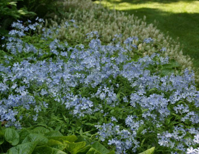 Flammenblume Clouds of Perfume