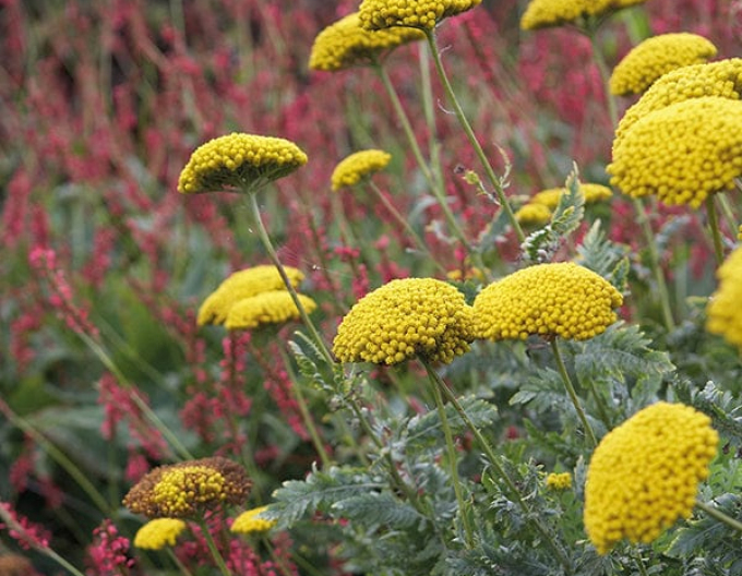 Goldgarbe Variety´s Parkery