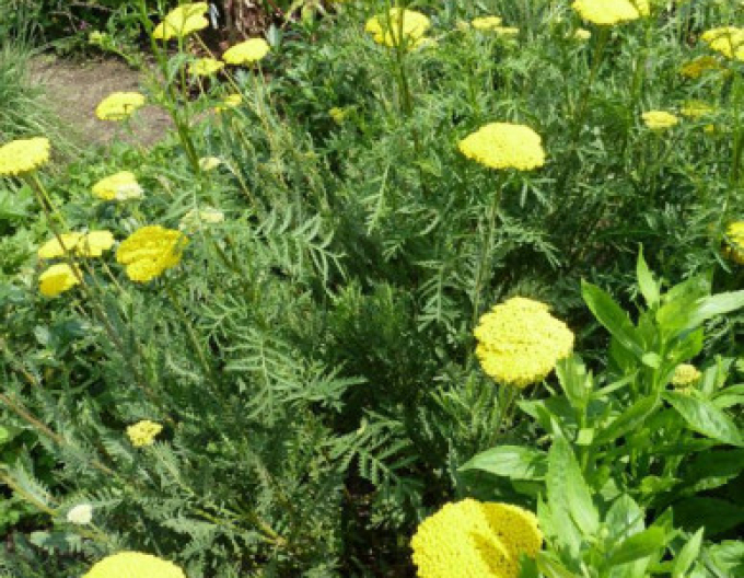 Goldgarbe Variety´s Parkery