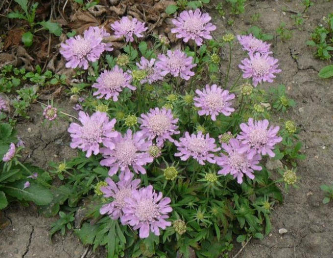 Skabiose Pink Diamonds