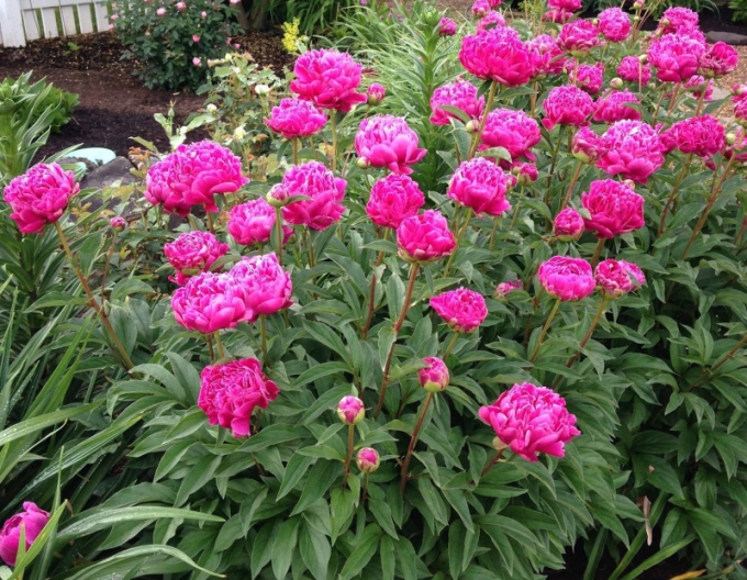 Halbstrauchige Pfingstrose Karl Rosenfield