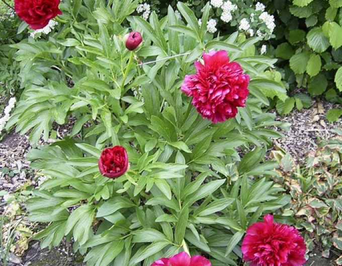 Halbstrauchige Pfingstrose Karl Rosenfield