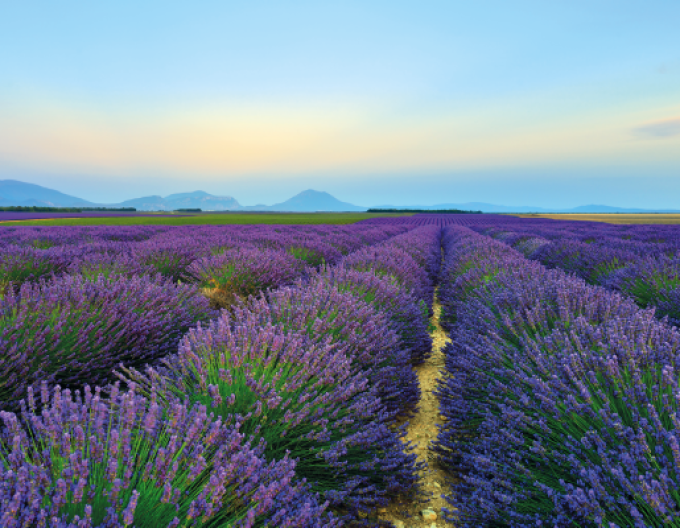 Lavendel Hidcote Blue