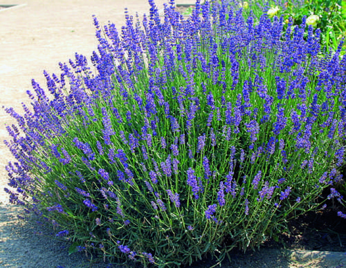 Lavendel Hidcote Blue