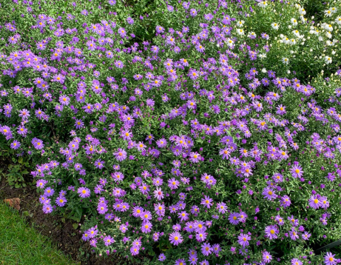 Aster Prof. Anton Kippenberg