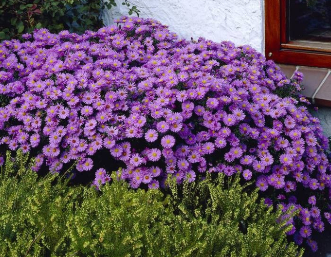 Aster Prof. Anton Kippenberg