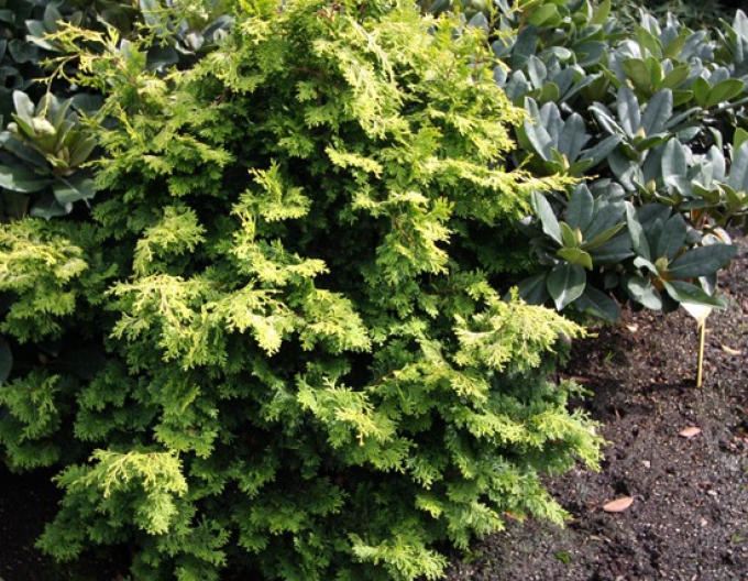 Zypresse Bronze Pygmäe