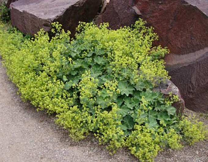Alchemilla mollis Irish Silk