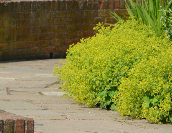 Alchemilla mollis Irish Silk
