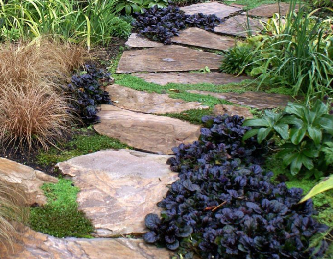 Schwarze Jakobsmuschel