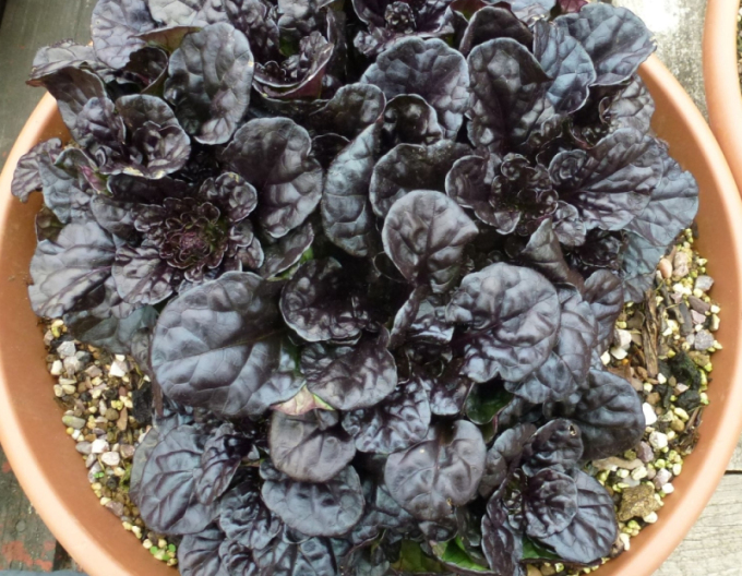 Schwarze Jakobsmuschel