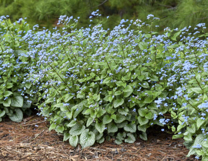 Brunnera Silver Heart