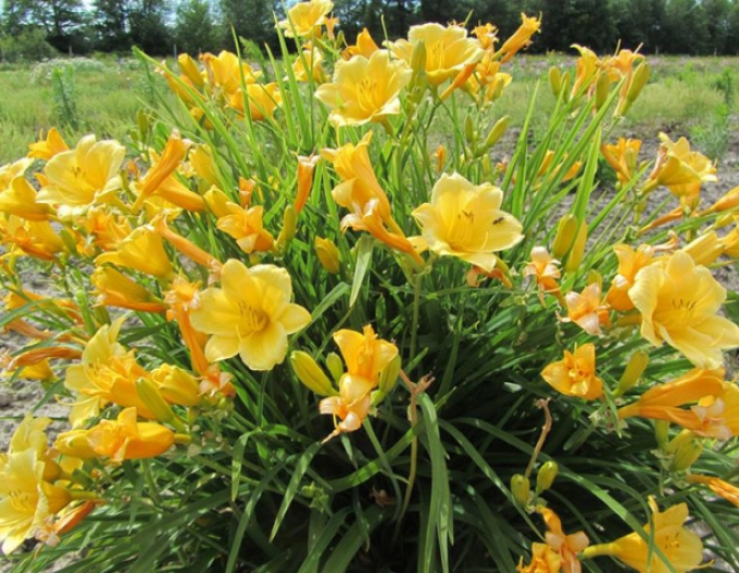 Taglilie Stella d´Oro