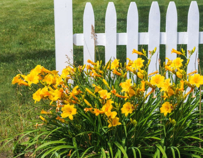 Taglilie Stella d´Oro