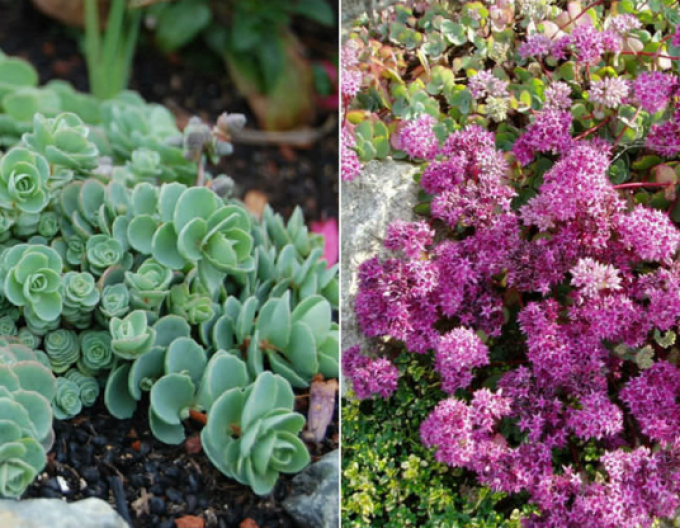 Fetthenne Bright Pink