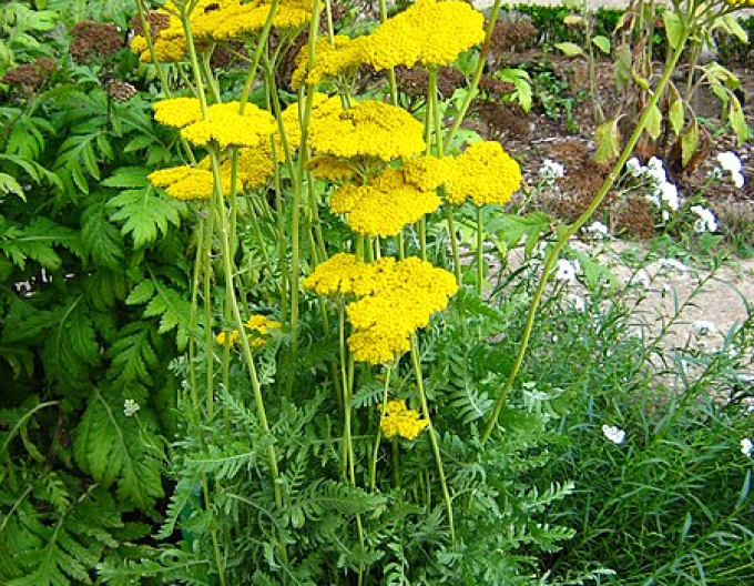 Goldgarbe Cloth of Gold