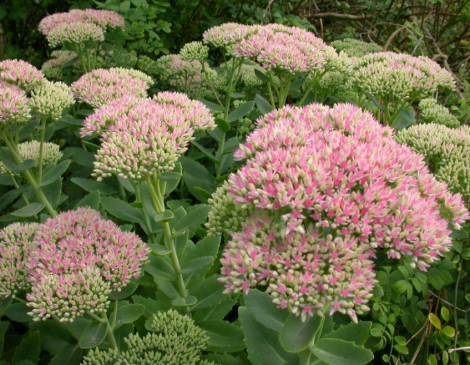 Fettblatt Herbstfreude