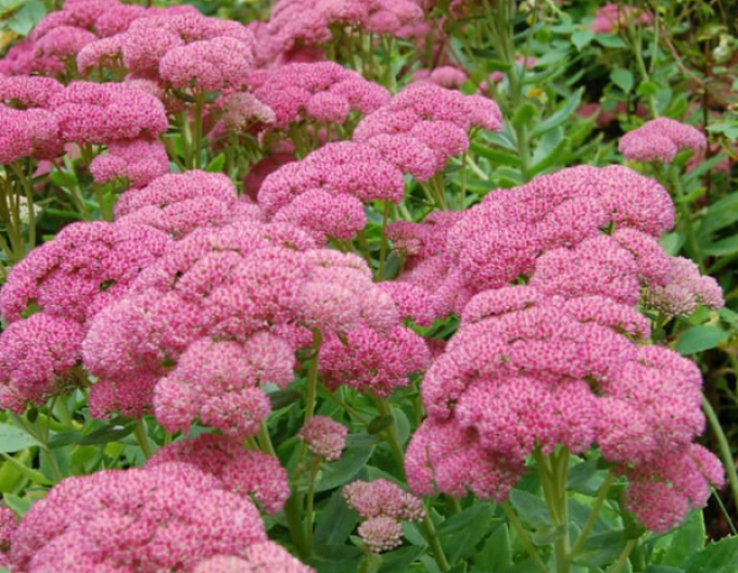 Fettblatt Herbstfreude