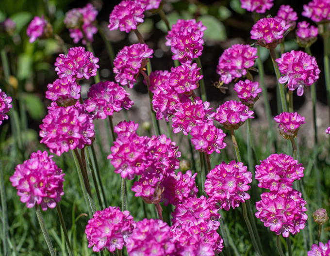 Grasnelke  Armada Rose