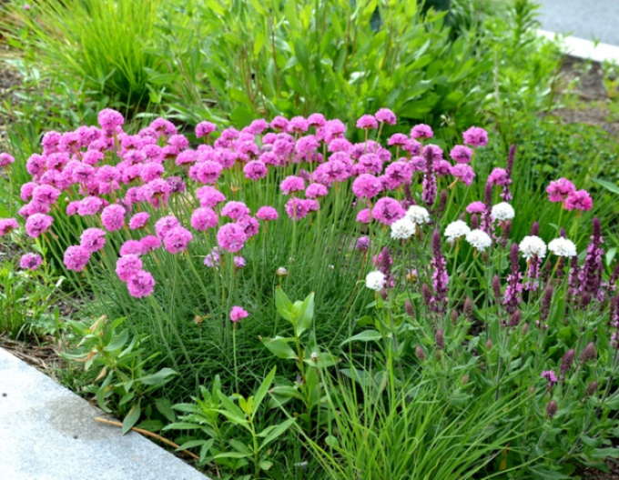 Grasnelke  Armada Rose