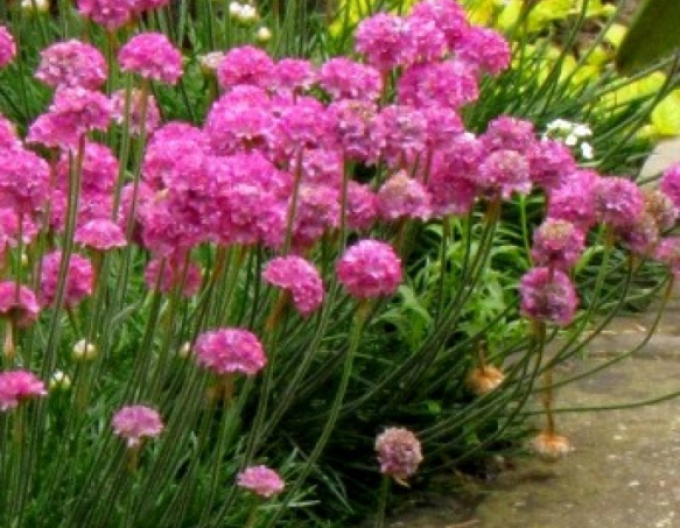 Grasnelke  Armada Rose