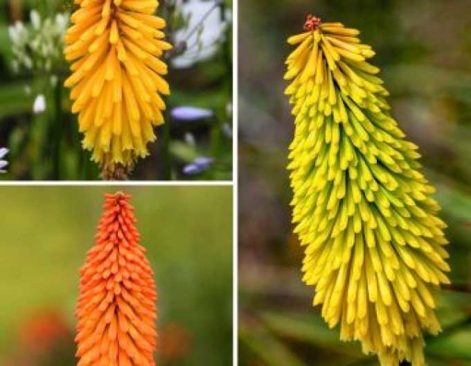 Fackellilie  Minister Verschuur