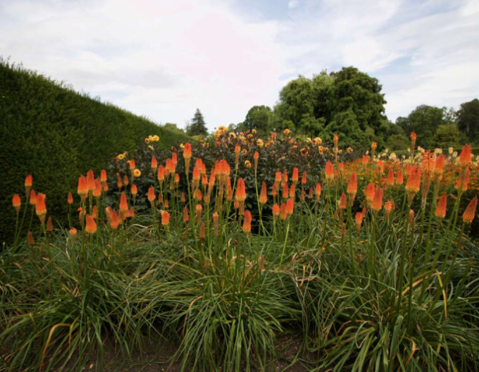 Fackellilie  Minister Verschuur