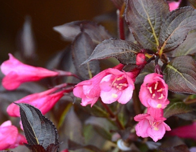 Weigela florida Alexandra