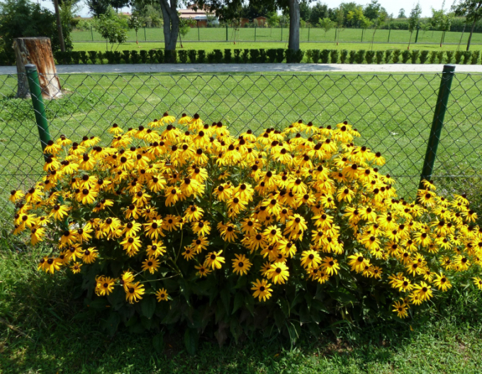 Rudbeckia Goldsturm 9x9